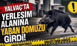 Yalvaç'ta Mahalle Arasına İnen Dev Yaban Domuzu Panik Yarattı