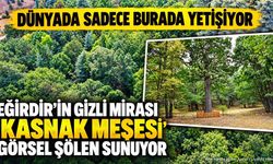 Eğirdir'in Gizli Mirası 'Kasnak Meşesi' Görsel Şölen Sunuyor