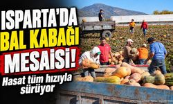 Isparta'da Bal Kabağı Hasadı Devam Ediyor