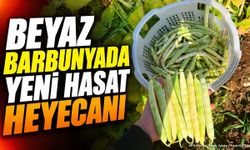 Isparta’da Beyaz Barbunyada Yeni Hasat Heyecanı