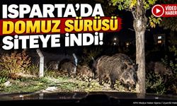 Isparta’da Domuz Sürüsü Siteye İndi!