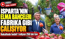 Isparta'da Elma Hasadı Sürüyor: Rekolte Beklentisi 1 Milyon 250 Bin Ton