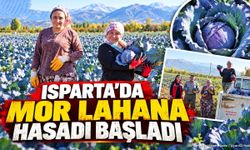 Isparta’da Mor Lahana Hasadı Başladı