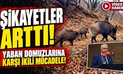 Isparta’da Yaban Domuzuyla İki Farklı Yöntemle Mücadele