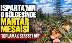 Isparta’nın O Bölgesinde Mantar Mesaisi: Toplamak Serbest Mi?