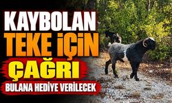Kaybolan Teke İçin Çağrı: Bulana Hediye Verilecek