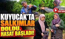 Kuyucak'ta Üzüm Hasadı Başladı: Ürünler İhracata Gidiyor