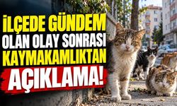 KYK Yurdundaki Kedilerle İlgili Kaymakamlıktan Açıklama
