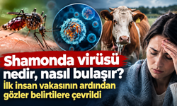 Shamonda virüsü nedir, nasıl bulaşır? İlk insan vakasının ardından gözler belirtilere çevrildi