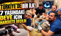 Türkiye’de Bir İlk! 7 Yaşındaki Deve İçin Harekete Geçildi