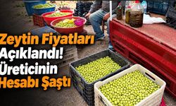 Zeytin Fiyatları Açıklandı! Üreticinin Hesabı Şaştı