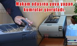 Başkanın makamına yuva yapıp yumurtlayan kuşların ilk yavrusu dünyaya geldi