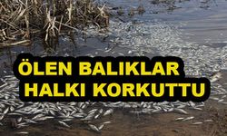 Sebepsiz Ölen Balıklar Korkuttu