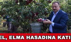 Özel; Elma Hasadına Katıldı