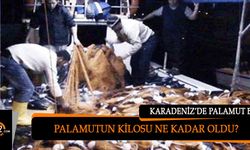 Karadeniz'de Palamut Bolluğu