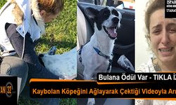 Kaybolan Köpeğini Ağlayarak Çektiği Videoyla Arıyor