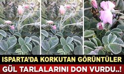 Isparta'dan Korkutan Görüntüler; Gül Tarlalarını Don Vurdu