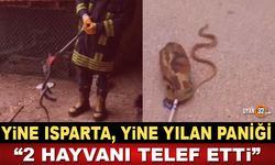 Isparta'da Yılan Paniği; 2 Hayvanı Telef Etti..!
