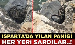 Isparta'da Yılan Paniği..! Sürü Halinde Her Yeri Sardılar...
