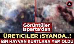 Isparta'da Üreticiler İsyanda..! 1000 Tane Hayvan Kurtlara Yem Oldu