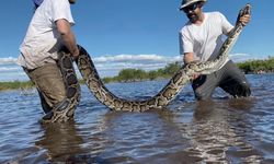 The World's Largest Snake Has Been Caught 3