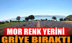 Isparta ve Burdur'daki Lavanta Bahçeleri Erken Soldu