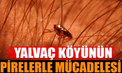 Yalvaç Yarıkkaya Köyü Pire İstilasıyla Mücadele Ediyor