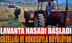 Isparta'da Lavanta Hasadı Başladı: Koku ve Renk Şöleni