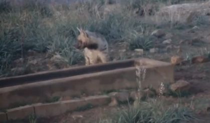Hatay'da nesli tükenme tehlikesi altındaki çizgili sırtlan görüntülendi