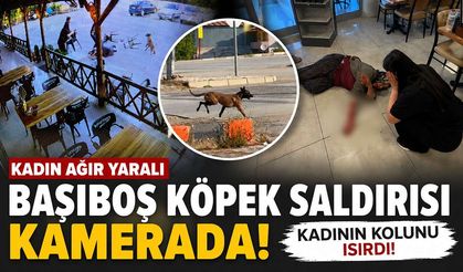 Komşuda Köpek Saldırısı: Kadın Ağır Yaralandı!