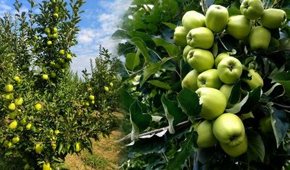 Gelendost’un Meşhur Golden Elmaları Görücüye Çıkıyor