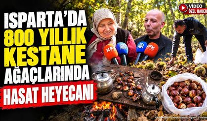 Isparta’da 800 Yıllık Kestane Ağaçlarında Hasat Heyecanı