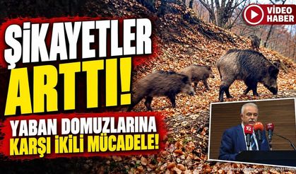 Isparta’da Yaban Domuzuyla İki Farklı Yöntemle Mücadele