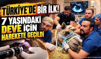 Türkiye’de Bir İlk! 7 Yaşındaki Deve İçin Harekete Geçildi