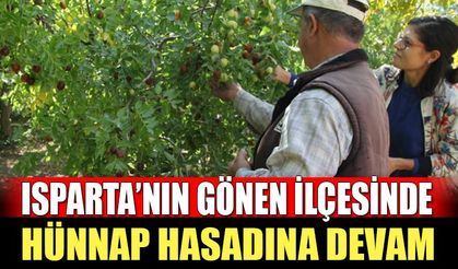 Isparta'nın Gönen İlçesinde Hünnap Hasadı Devam Ediyor!