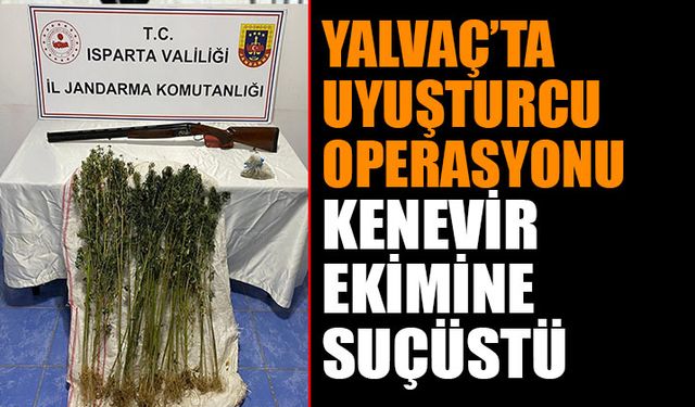 Uyuşturucu Operasyonu: Yalvaç'ta Kenevir Ekimine Suçüstü