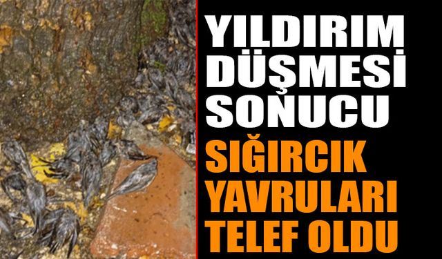 Yıldırım Düşmesi: Onlarca Sığırcık Kuşu Telef Oldu