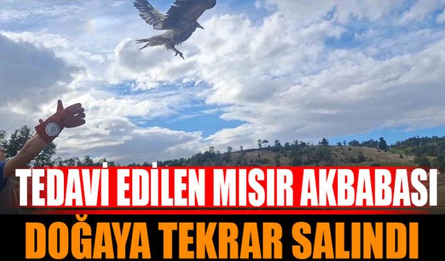 Isparta’da Tedavi Edilen Mısır Akbabası Yeniden Doğaya Salındı