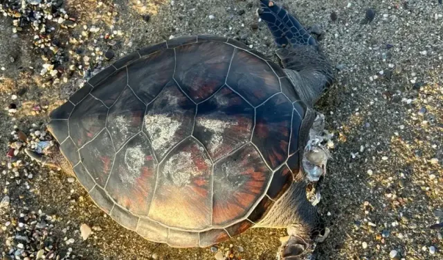 Antalya'da Ölü Caretta Caretta Sahile Vurdu