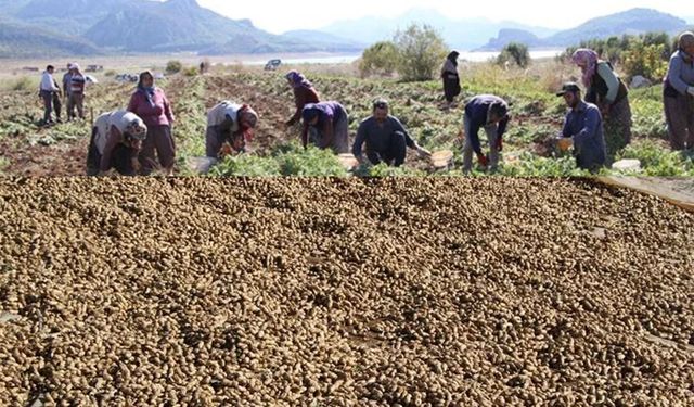 Sütçüler'de 107 Dekarda Altın Sarısı Hasat !