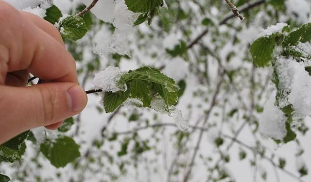 Afyonkarahisar’da Üreticilere Don Uyarısı