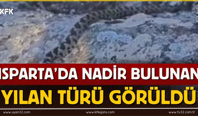 Isparta'da Zehirli Engerek Yılanı Görüntülendi