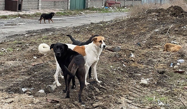 Burdur'da 3 Köpek Birden Kadına Saldırdı