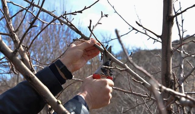 Burdur'da üreticilere, meyve ağaçlarında verim artışı için budama teknikleri eğitimi verildi