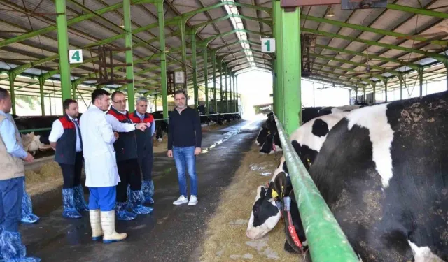 Denizli'de Büyükbaş Hayvanlar İçin Şap Aşılama Sezonu Başladı