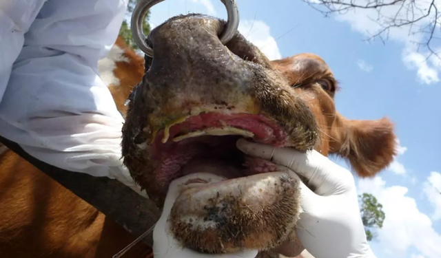 Isparta'nın Gelendost İlçesinde Şap Hastalığı Alarmı