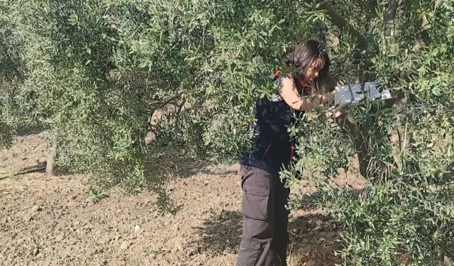 Didim’de Zeytinliklerde Hastalık ve Zararlı Takibi: Üreticilere Erken Uyarı ve Bilgilendirme