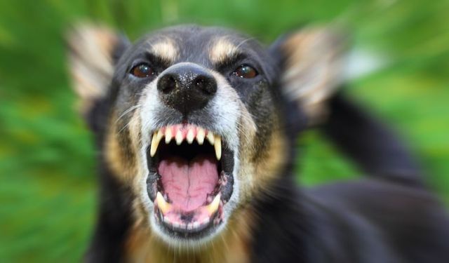 Afyonkarahisar'da Köpeğin Sahibine Ceza