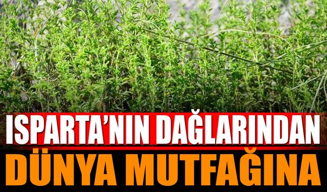 Sütçüler’in Aroması Dünya Sofralarında