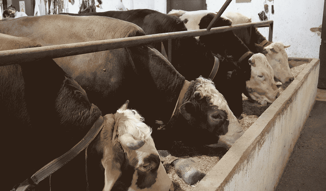 Denizli’de Üreticilere 5,2 Milyon TL Destek Ödemesi Yapıldı